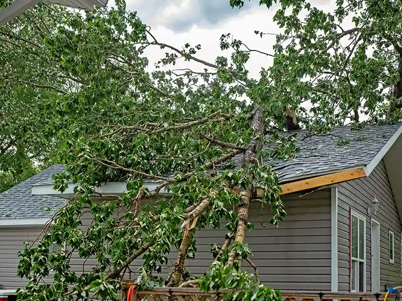 Tree that has fallen on a roof